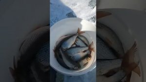 #рыбалка озеро Аргази, второй день