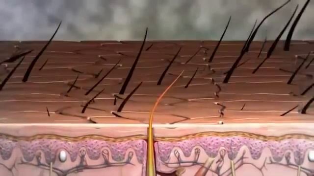 Why do we have Armpit Hair? - UniWhy смотреть онлайн