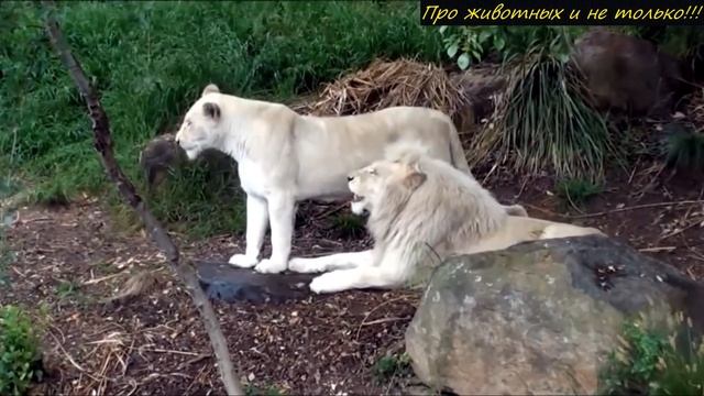 Учёные до сих пор в ступоре! Камера засняла ЗВЕРЯ, которого не существует в природе! Уникум! смотреть онлайн