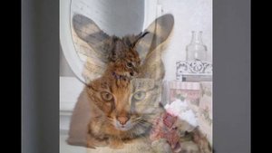 Редкие породы кошек