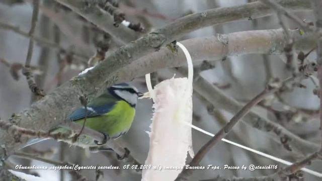 Обыкновенная лазоревка/Cyanistes caeruleus. 08.02.2019 ж/д станция Высокая Гора, Россия