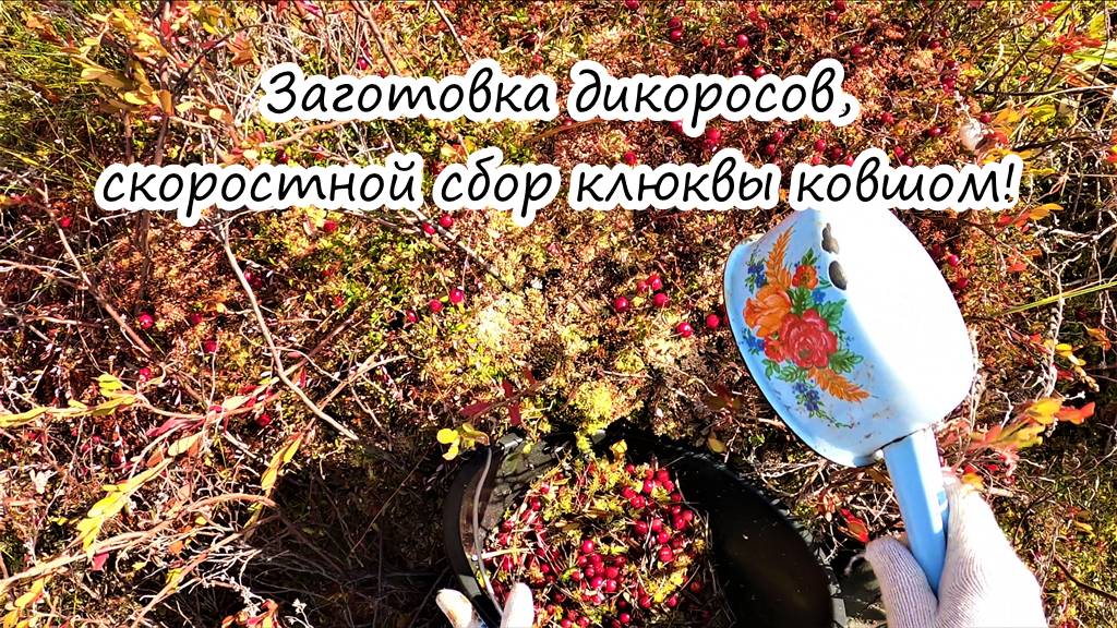 Сбор таежных ягод, клюква, брусника