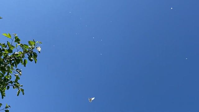 Хотите любоваться днем ЗВЕЗДАМИ на НЕБЕ? Тогда заводите Бакинских голубей! смотреть онлайн