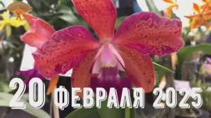 Грабли веерные Для любителей канала Грабли Live  20 02 2025