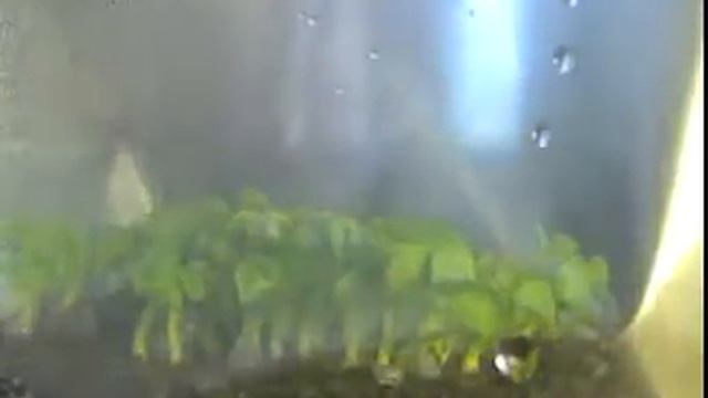 как растет базилик смотреть онлайн