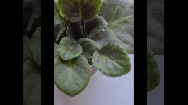 фиалка из листика. как вырастить фиалку из листика? Клонирование фиалок дома смотреть онлайн