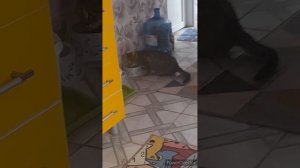 чужой кот//лечу колено//полю огород//(3 месяца назад)