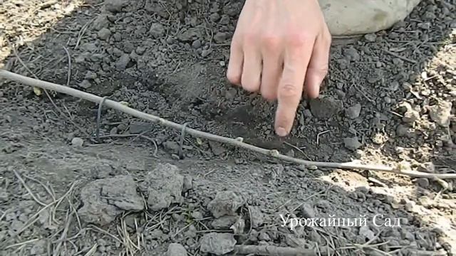 СЕКРЕТ Размножения Фундука 100% передача сорта смотреть онлайн