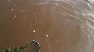 Сом 7.2 кг воткинское водохранилище