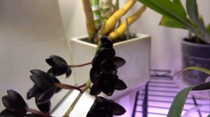 Featured Orchid:  Fredclarkeara After Dark 'SVO Black Pearl' FCC/AOS | Fragrant, Black Orchid!