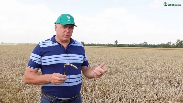Озимая пшеница Победа 75 - урожайность более 90 ц/га | Жатва-2023 в Ростовской области #словоаграри смотреть онлайн