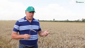 Озимая пшеница Победа 75 - урожайность более 90 ц/га | Жатва-2023 в Ростовской области #словоаграри