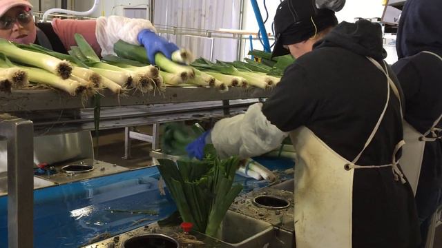 Leek Packing & Processing смотреть онлайн