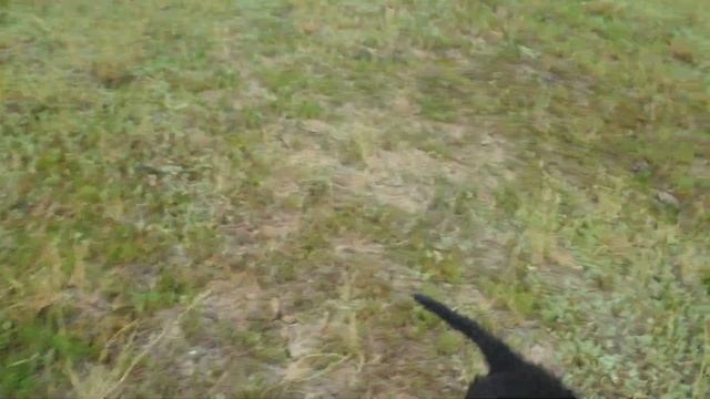 Wolfdog Puppy. Волкособы подрастают. смотреть онлайн