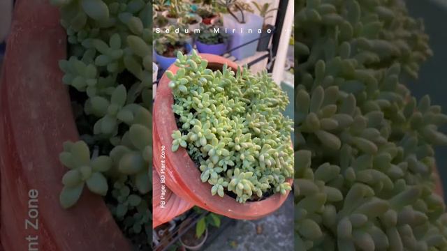 See the growth of Sedum Mirinae 😍 Mashallah ! Such a Beauty ! #plantcarebynusrat #bdplantzone