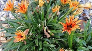 ГАЗАНИЯ Африканская ромашка