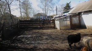 сделали загон для баранов