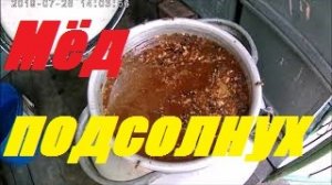 Взяток на подсолнухе +7,5.Как сохранить пчёл для зимовки.