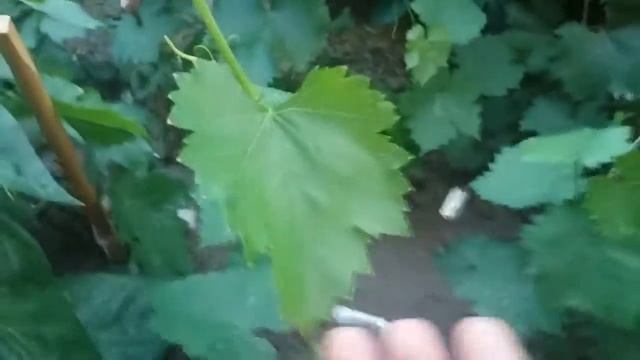 Виноградный клещ (зудень). Виноградник 2017.