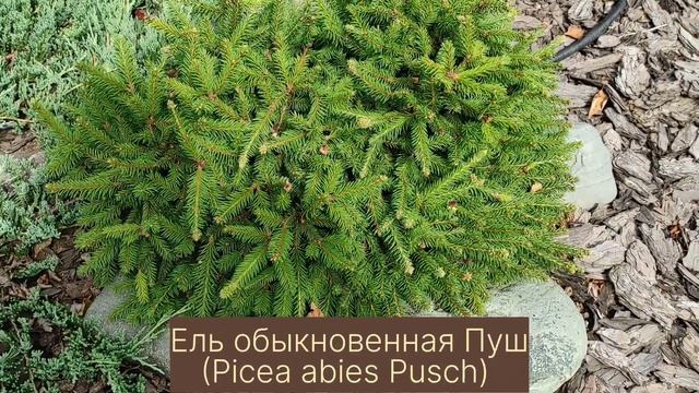 Композиция из хвойных растений. Coniferous plants. Garden design.