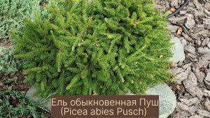 Композиция из хвойных растений. Coniferous plants. Garden design.
