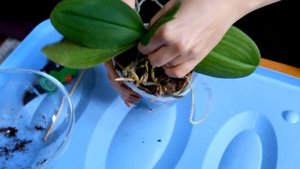 S01E02.Воскресная пересадка. Сансевиерия Самурай и Орхидея