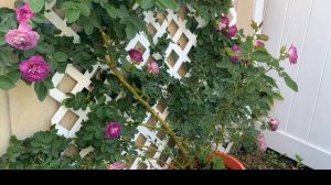 64 半地栽一年的《Lavender Crush climbing Rose》Meet my 1 year-old Lavender Crush climbing Rose