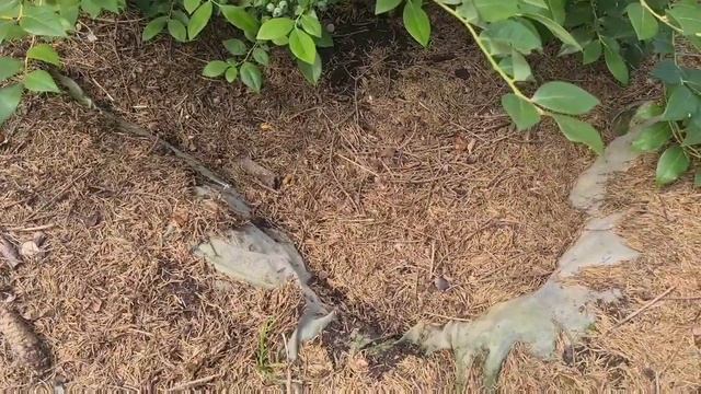 Голубика, отвечаю на вопросы! смотреть онлайн