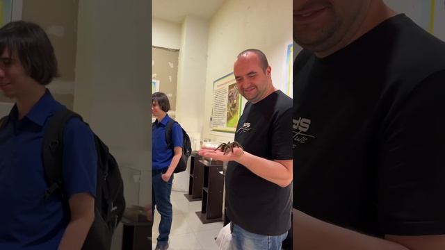 Взял тарантула в руки ? арахнофобия паук тарантул