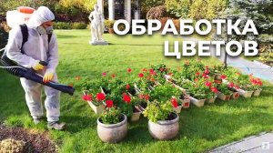 Обработка цветов перед зимним периодом | Твой Сад