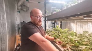 Клубника на аэропонике. Первый эксперимент. Неудачи.