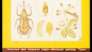 Вредители сельскохозяйственных культур и меры борьбы с ними Диафильм по трудовому обучению