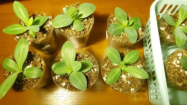 ЭУСТОМЕ 2 МЕСЯЦА 🌱/ЧЕМ ОПАСЕН ПЕРЕДОЗ УДОБРЕНИЙ ДЛЯ РАЗВИТИЯ КОРНЕВОЙ🤷♀️ смотреть онлайн