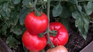 Томаты от Sakata. Помидоры Генерал, Белла роса, Линда. Сколько весят, какие они внутри.