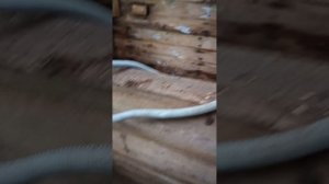 девяносто восьмой день