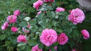 Роза Дебора.