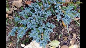 Можжевельник чешуйчатый Блю Спайдер. Краткий обзор, описание juniperus squamata Blue Spider