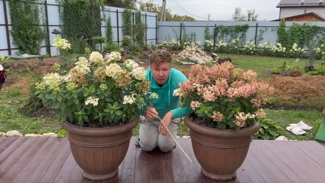 СМЕЛО САЖАЙТЕ ГОРТЕНЗИИ В КАШПО! У ВАС ВЫРАСТУТ ШИКАРНЫЕ КУСТЫ #МОЙ ПРИМЕР ВЫРАЩИВАНИЯ. смотреть онлайн