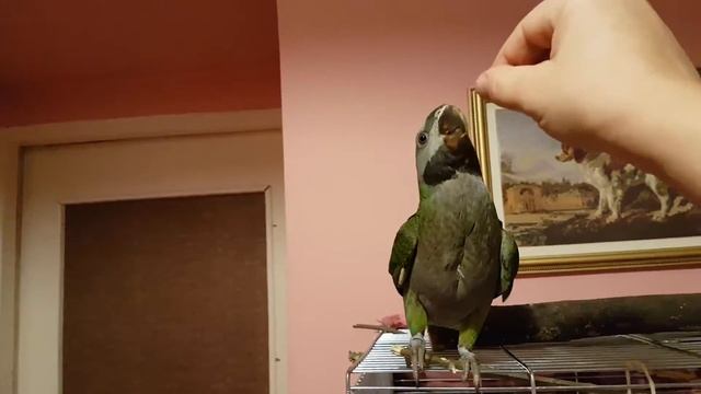 Птенец китайского кольчатого попугая, 5 мес, команда "крылышки" смотреть онлайн