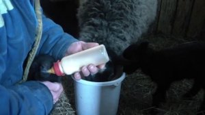 Кормление ягнят молоком