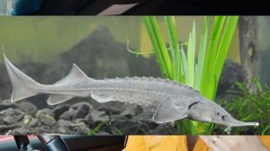 Ответы на вопросы. Фильтрация пруда, хлорелла, биофильтр, биоплато. Осетр. Дренаж на уклоне