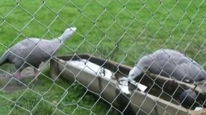 Cape Barren Goose - Куриный гусь