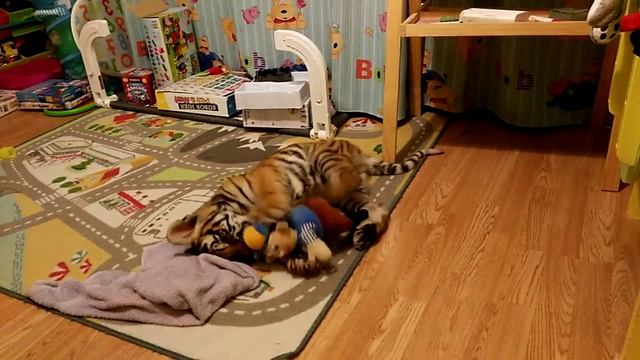 Домашний тигренок.