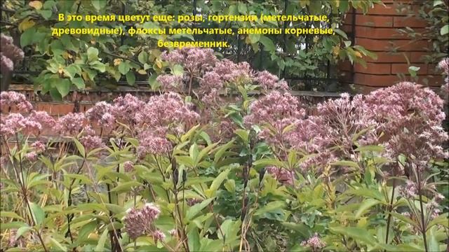 Цветущий сад из многолетников в Сибири ( август, сентябрь).