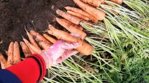 Урожай моркови.