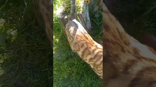 Завести Бенгала? Бенгалькие кошки,какие они, условия содержания ,питание.