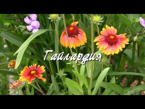 Гайлардия.  Дачные картинки.
