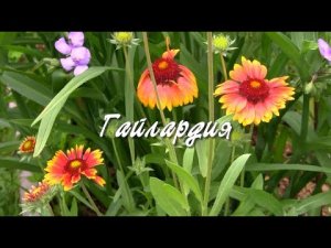 Гайлардия. Дачные картинки.