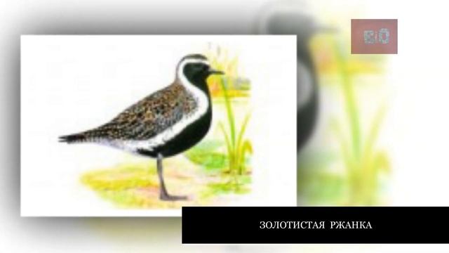 ПТИЦЫ КРАСНОЙ КНИГИ смотреть онлайн