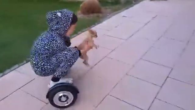 Как быстро выгулять собаку. смотреть онлайн